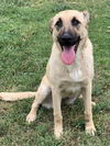adoptable Dog in  named GLITTER