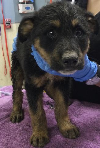 picture of the dog needing adoption