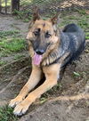 adoptable Dog in  named ELIZA