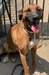adoptable Dog in  named BABY GIRL