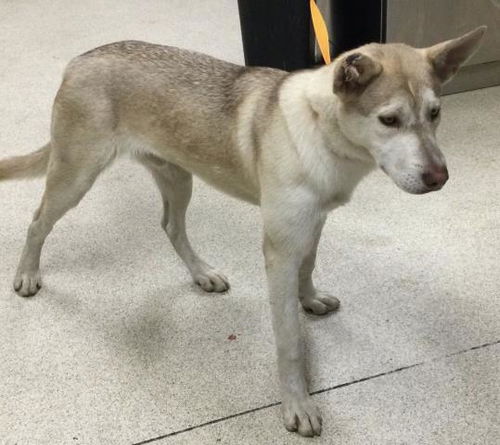 picture of the dog needing adoption