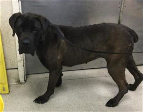 picture of the dog needing adoption