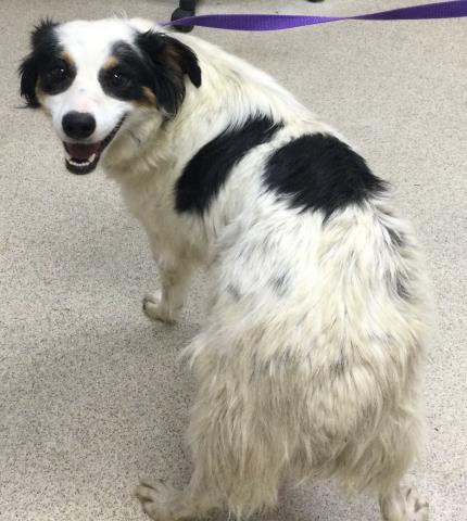 picture of the dog needing adoption