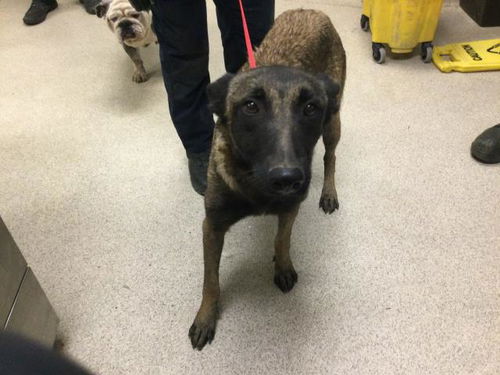 picture of the dog needing adoption