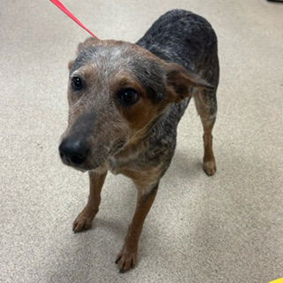 picture of the dog needing adoption