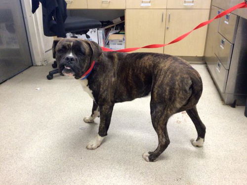 picture of the dog needing adoption