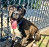 adoptable Dog in  named BUFFALO