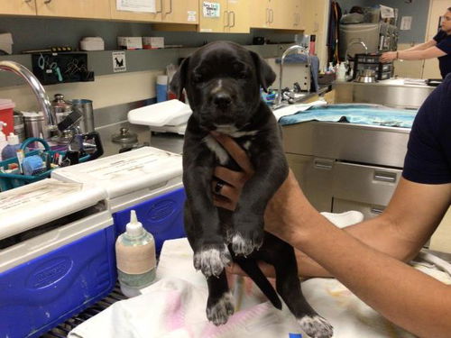 picture of the dog needing adoption