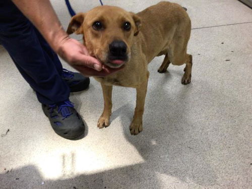 picture of the dog needing adoption