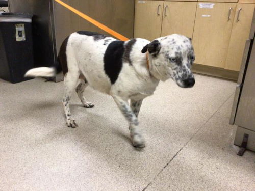 picture of the dog needing adoption