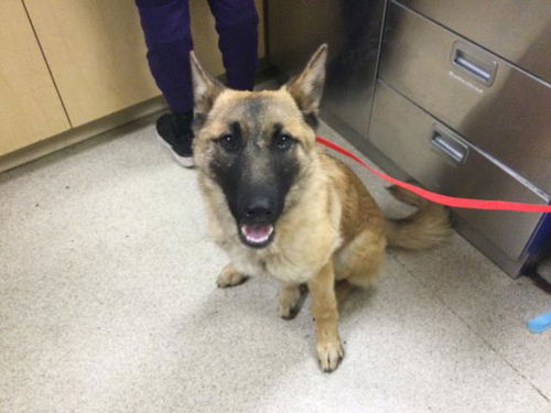 picture of the dog needing adoption