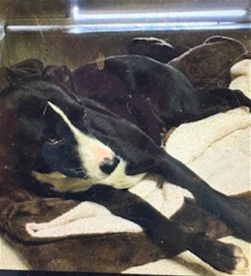 picture of the dog needing adoption