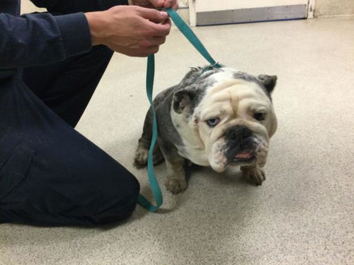 picture of the dog needing adoption
