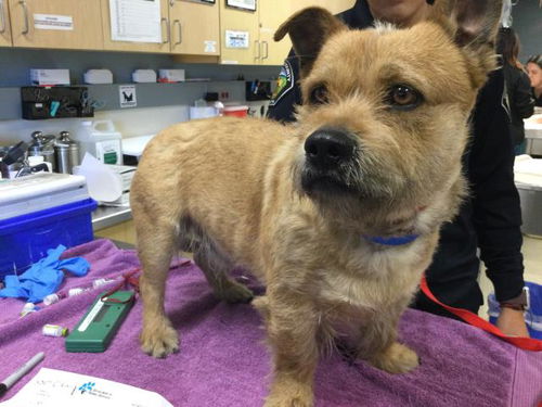 picture of the dog needing adoption