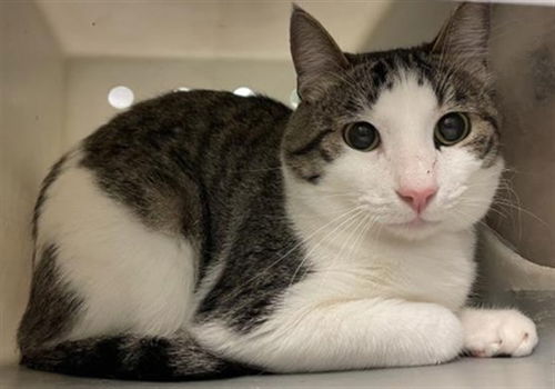 picture of the cat needing adoption
