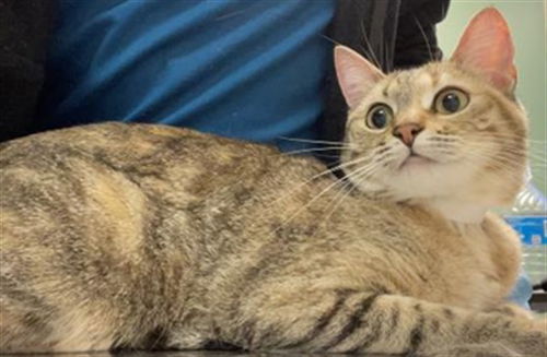 picture of the cat needing adoption