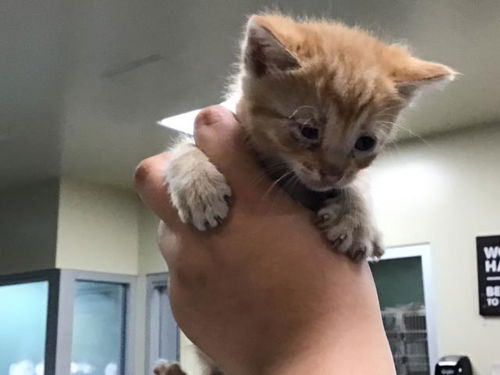 picture of the cat needing adoption