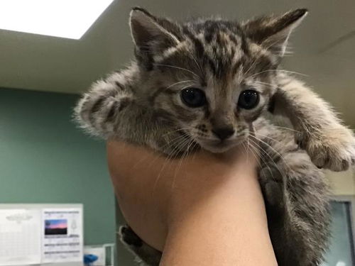 picture of the cat needing adoption