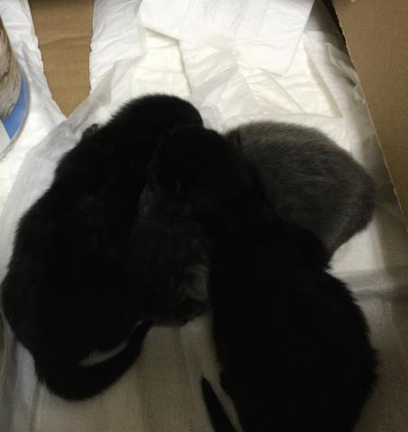 picture of the cat needing adoption