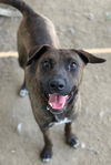 adoptable Dog in  named GOLDIE