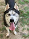 adoptable Dog in  named VOLT