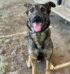 adoptable Dog in  named MEATBALL
