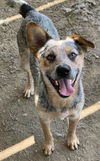 adoptable Dog in  named MURPHY