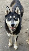 adoptable Dog in  named ROSE