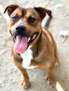 adoptable Dog in  named SWEETHEART