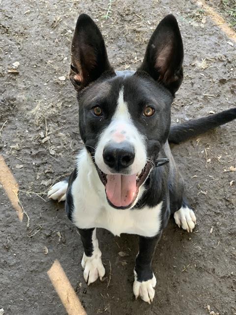 adoptable Dog in Riverside, CA named OLIVER