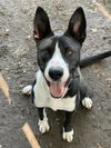 adoptable Dog in  named OLIVER