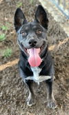 adoptable Dog in  named OLIVIA