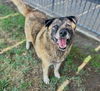 adoptable Dog in Riverside, CA named CHUM CHUM