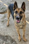 adoptable Dog in  named RUDY