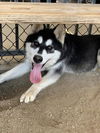 adoptable Dog in Riverside, CA named TIFFANY