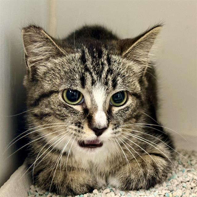adoptable Cat in Riverside, CA named MATTY