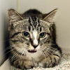 adoptable Cat in Riverside, CA named MATTY
