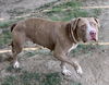 adoptable Dog in Riverside, CA named FLOWER