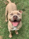 adoptable Dog in Riverside, CA named VICKY