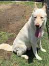 adoptable Dog in Riverside, CA named REMI