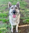 adoptable Dog in Riverside, CA named QUIL
