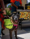 adoptable Dog in Riverside, CA named NICKY