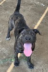 adoptable Dog in Riverside, CA named LALA