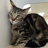 adoptable Cat in Riverside, CA named THOMAS