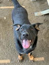 adoptable Dog in  named BENNY