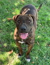 adoptable Dog in Riverside, CA named CORA