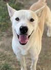 adoptable Dog in Riverside, CA named SPRITE