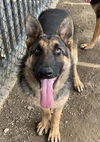 adoptable Dog in Riverside, CA named CHESTER