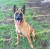 adoptable Dog in Riverside, CA named BAILEY