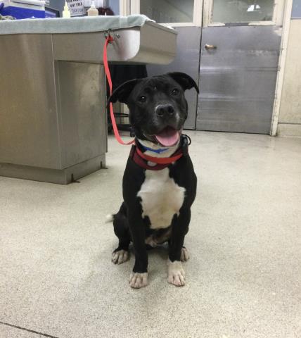 adoptable Dog in Riverside, CA named BRUNO